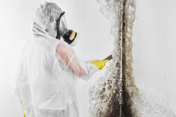 Best DIY Mold Remediation Support Services in Dousman, WI
