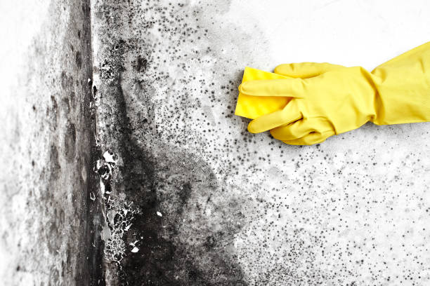 Best Mold Testing and Inspection Services in Dousman, WI