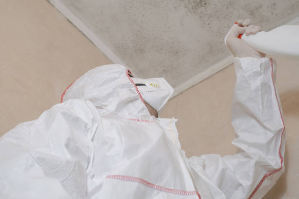 Best DIY Mold Remediation Support Services in Dousman, WI