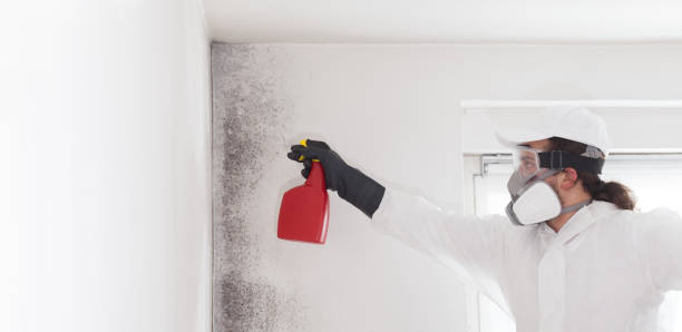 Best White Mold Remediation in Dousman, WI