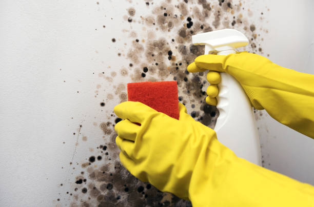 Best Kitchen Mold Remediation in Dousman, WI