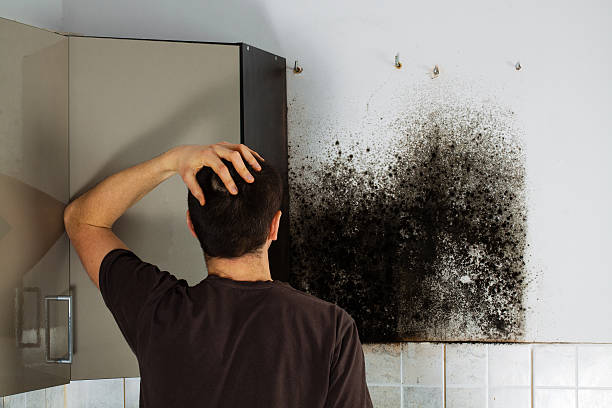 Best Residential Mold Remediation in Dousman, WI