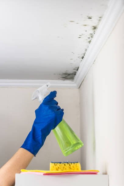 Best Post-Remediation Services in Dousman, WI